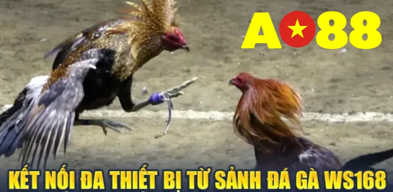 Kết nối đa thiết bị từ sảnh đá gà WS168 đến hệ thống người dùng TG88