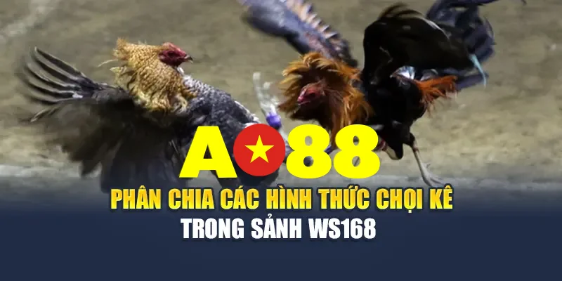 Phân chia các hình thức chọi kê trong sảnh đá gà WS168