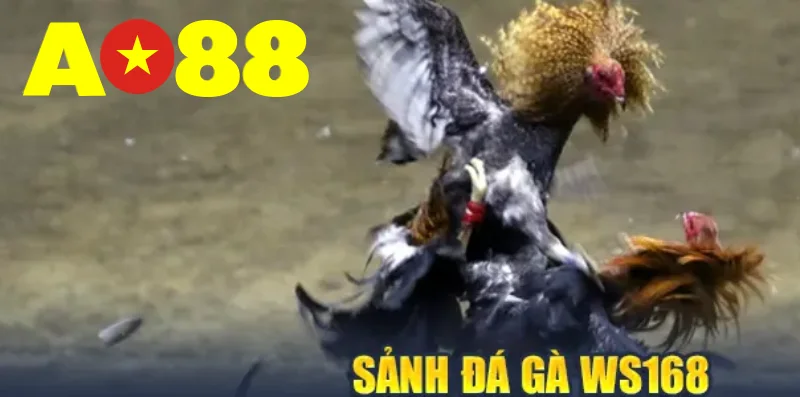 Sảnh Đá Gà WS168 Tại TG88 Cuộc Đấu Đỉnh Cao Cho Những Tay Cược Bản Lĩnh